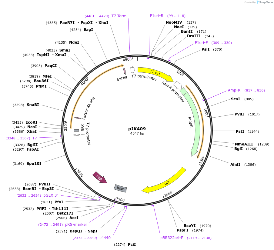 72423-plasmid-map-sequence-id-135791