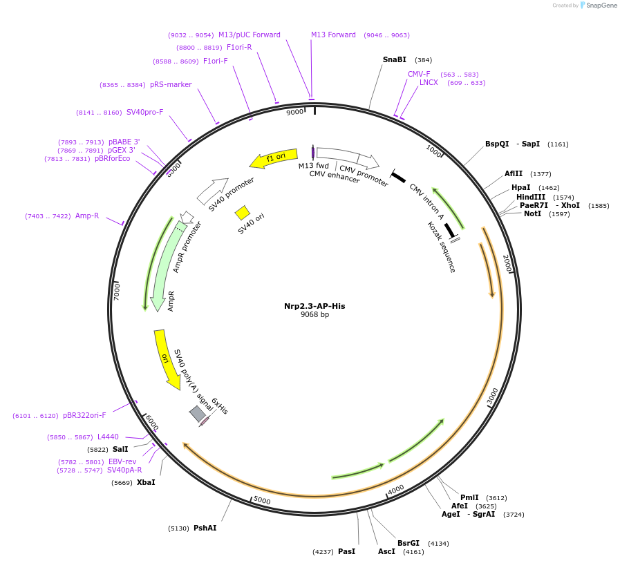 71974-plasmid-map-sequence-id-135803