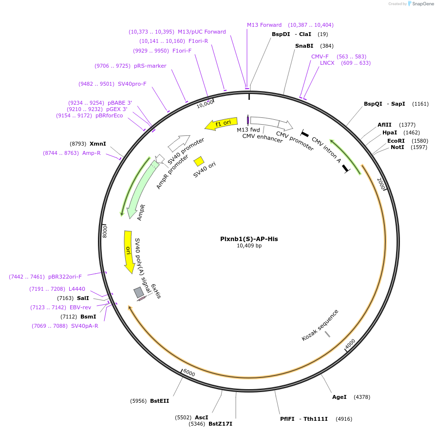 72001-plasmid-map-sequence-id-135818