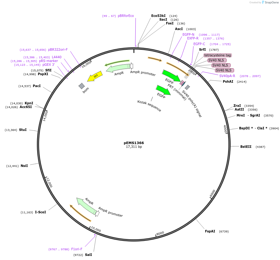 29167-plasmid-map-sequence-id-13582