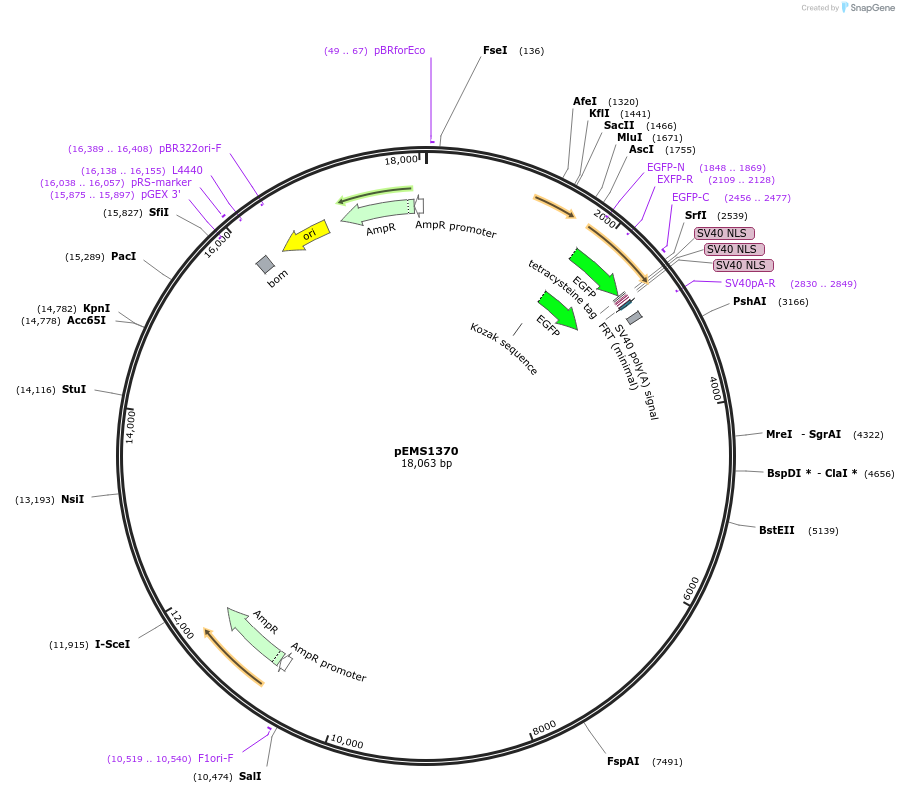 29171-plasmid-map-sequence-id-13586