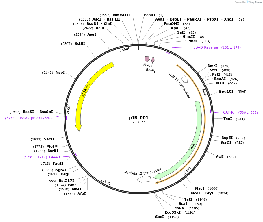 71211-plasmid-map-sequence-id-135878