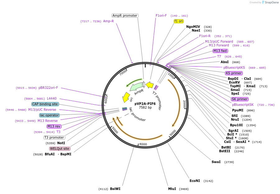 73369-plasmid-map-sequence-id-135909