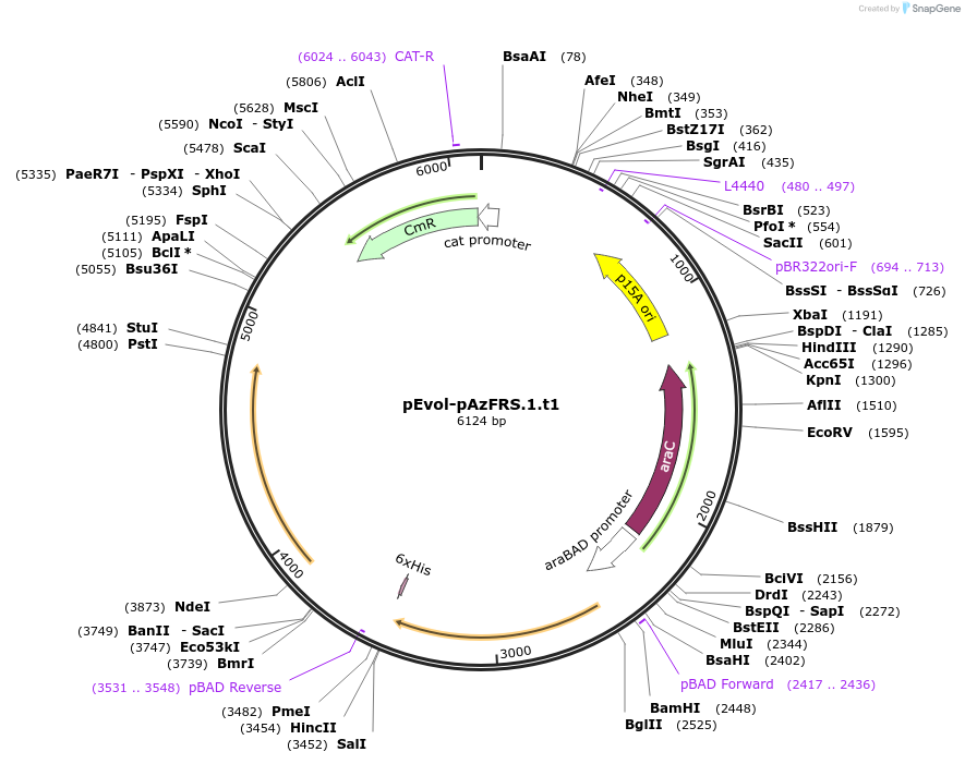 73547-plasmid-map-sequence-id-135911