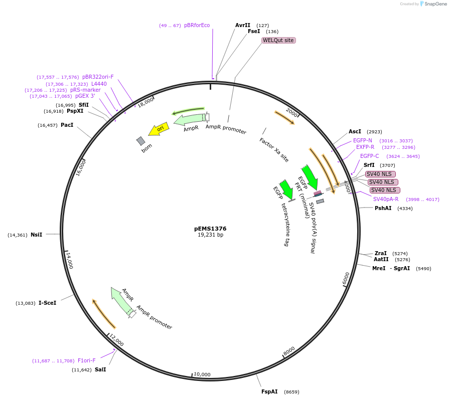 29177-plasmid-map-sequence-id-13592
