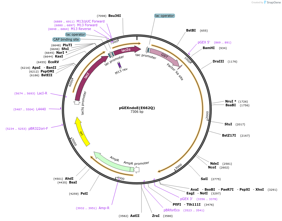 47716-plasmid-map-sequence-id-135936