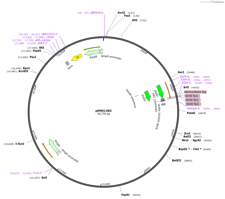 29183-plasmid-map-sequence-id-13598