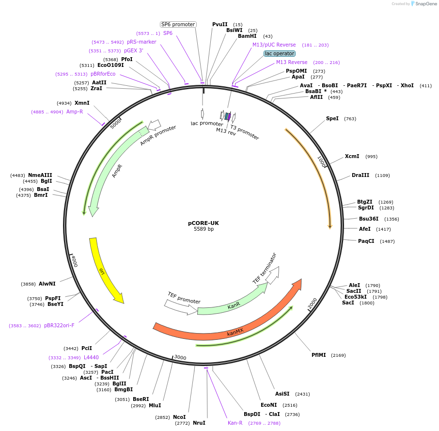 72238-plasmid-map-sequence-id-136067