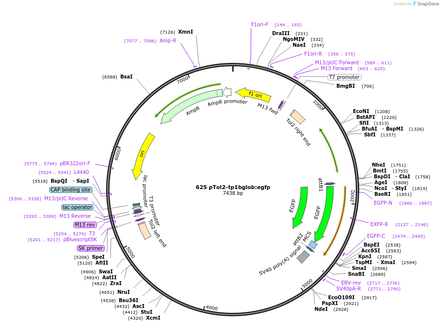 73586-plasmid-map-sequence-id-136084