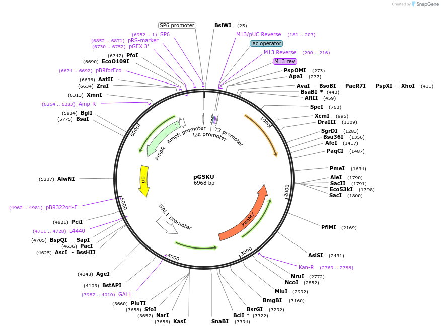 72243-plasmid-map-sequence-id-136113