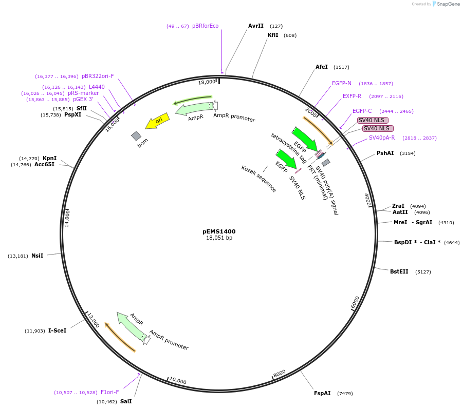 29197-plasmid-map-sequence-id-13612
