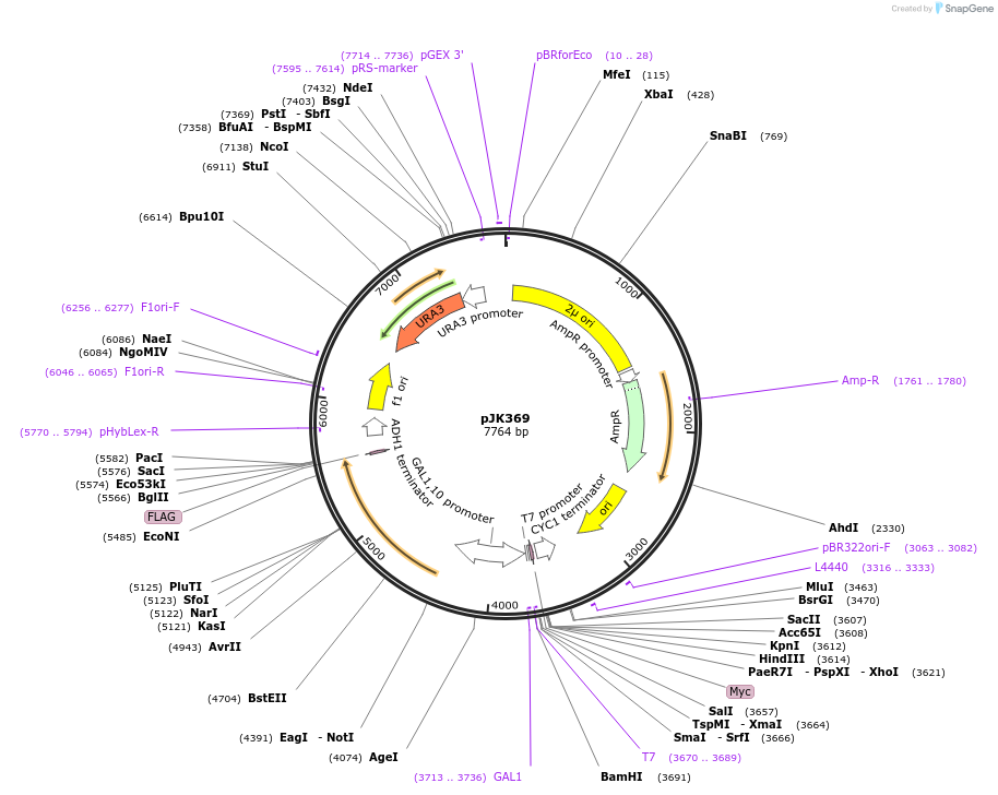 73594-plasmid-map-sequence-id-136122