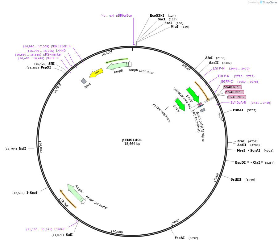 29198-plasmid-map-sequence-id-13613