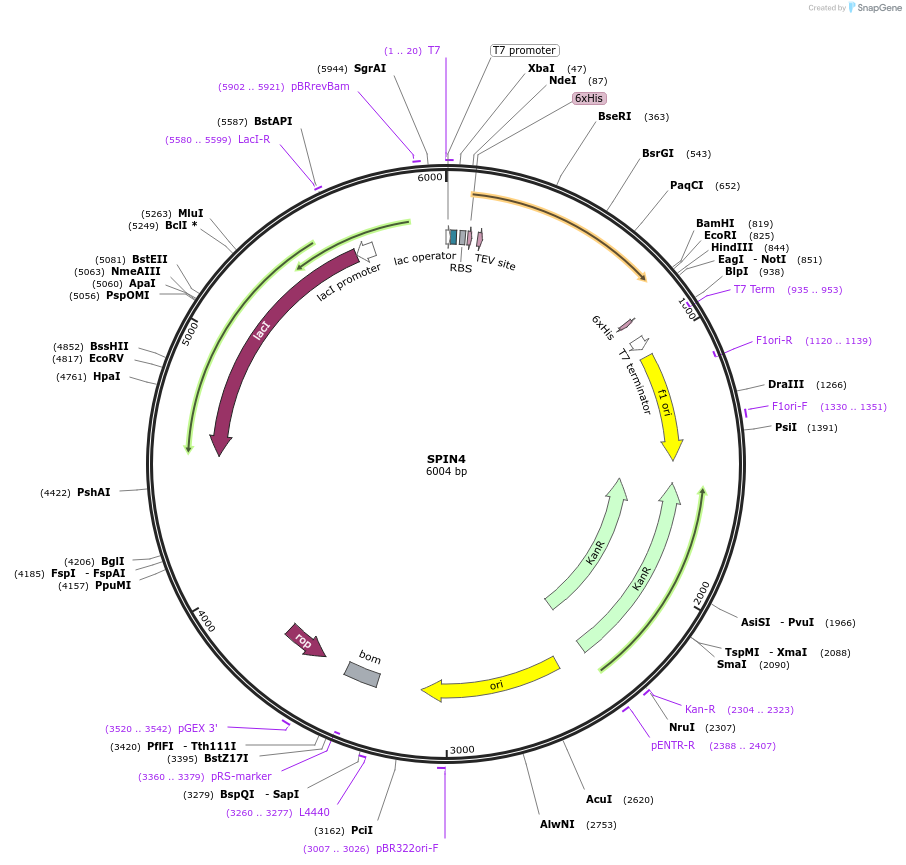 73239-plasmid-map-sequence-id-136205