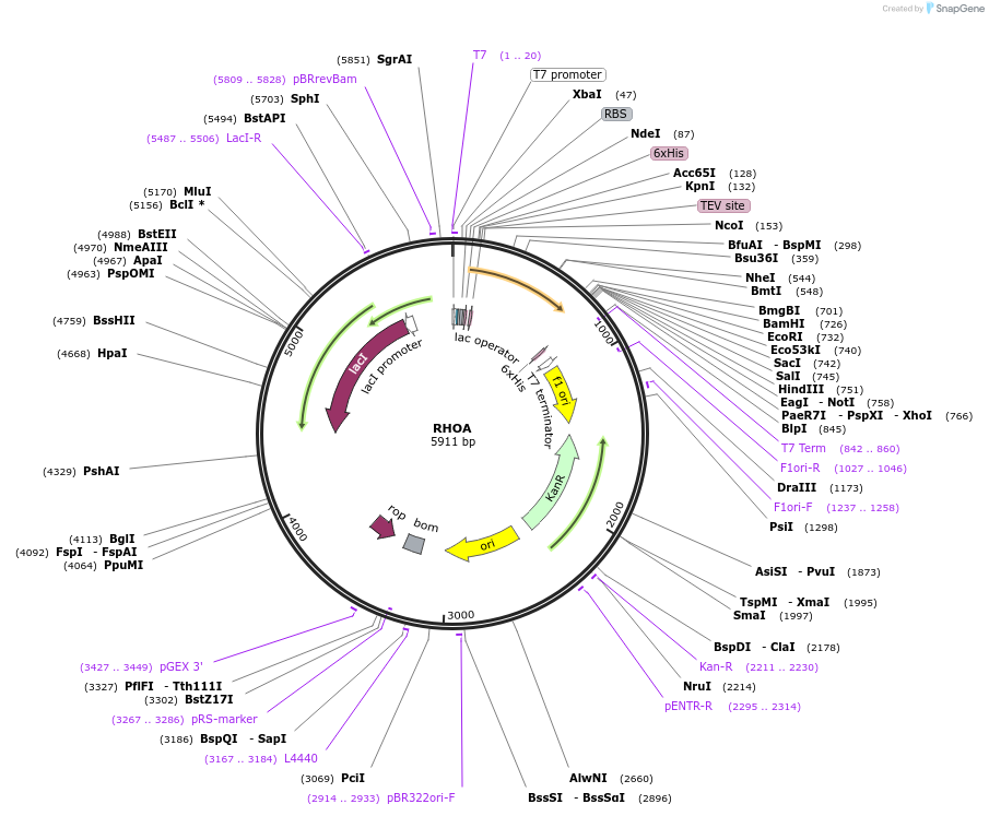 73231-plasmid-map-sequence-id-136222