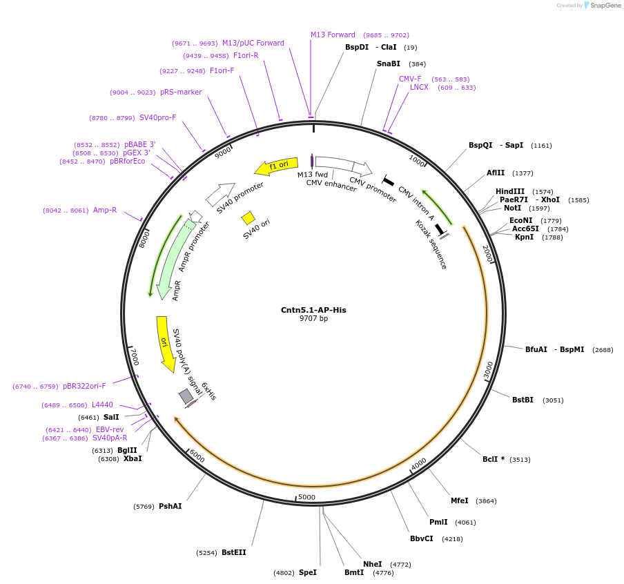 71943-plasmid-map-sequence-id-136357