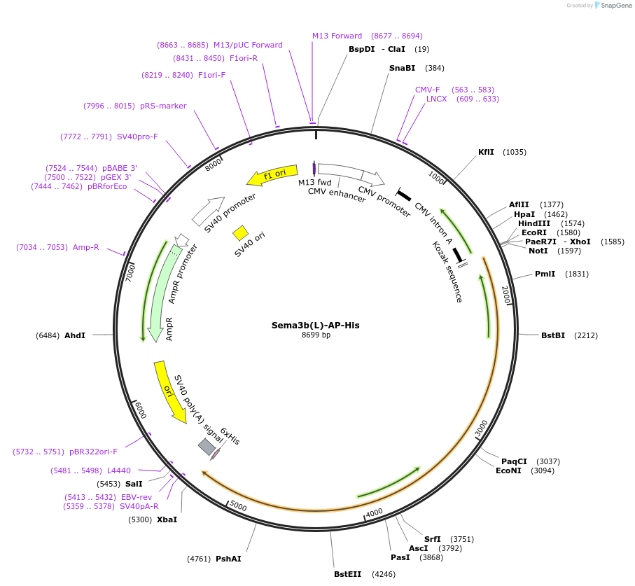 72013-plasmid-map-sequence-id-136383