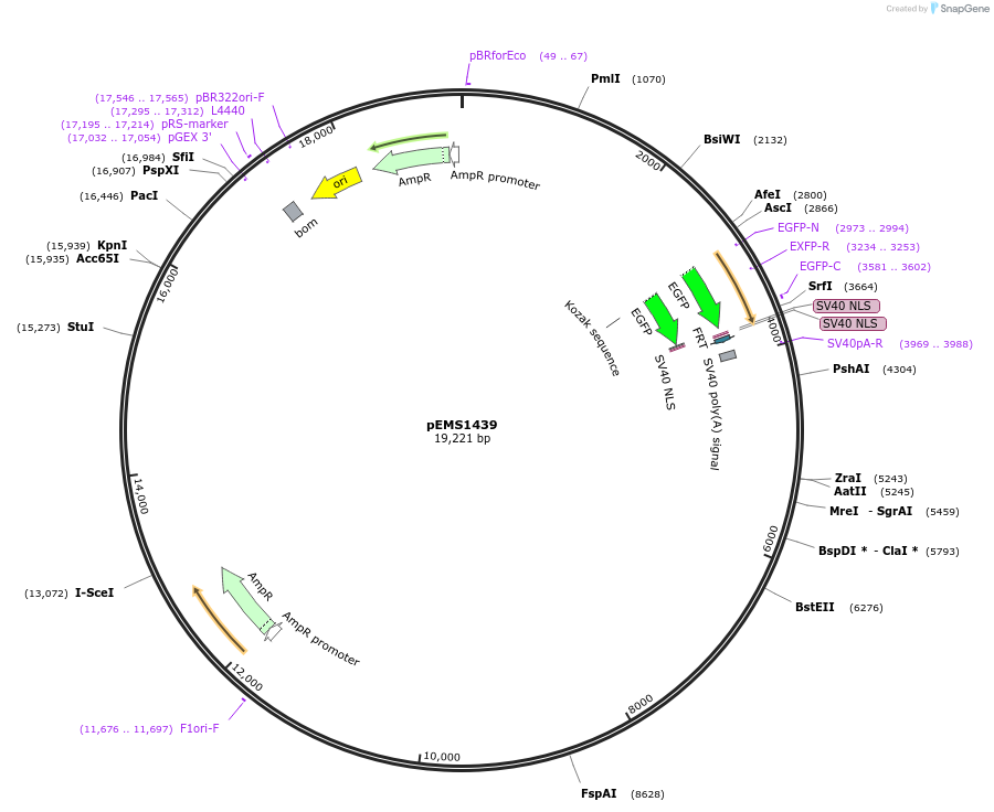 29233-plasmid-map-sequence-id-13648