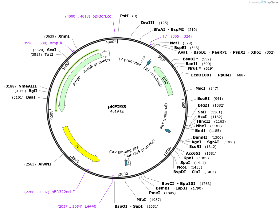 72857-plasmid-map-sequence-id-136537