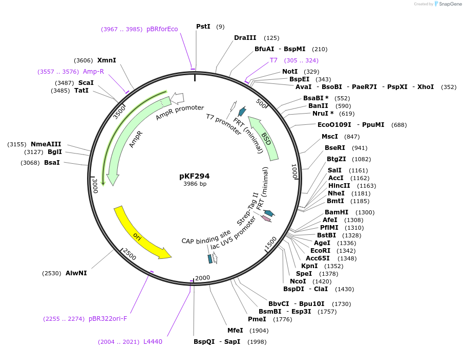 72858-plasmid-map-sequence-id-136538