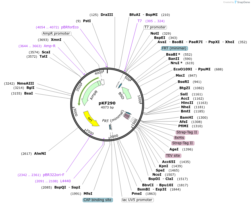72859-plasmid-map-sequence-id-136540