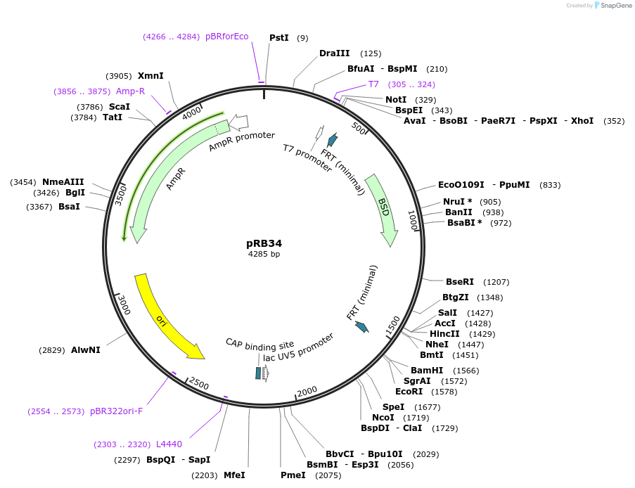 72862-plasmid-map-sequence-id-136544