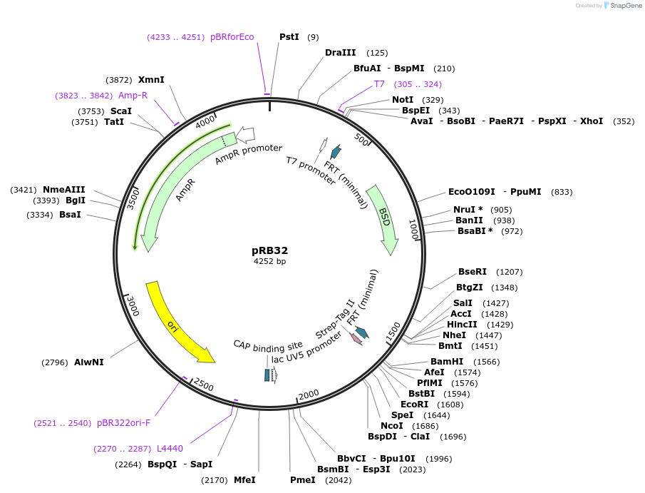 72863-plasmid-map-sequence-id-136545