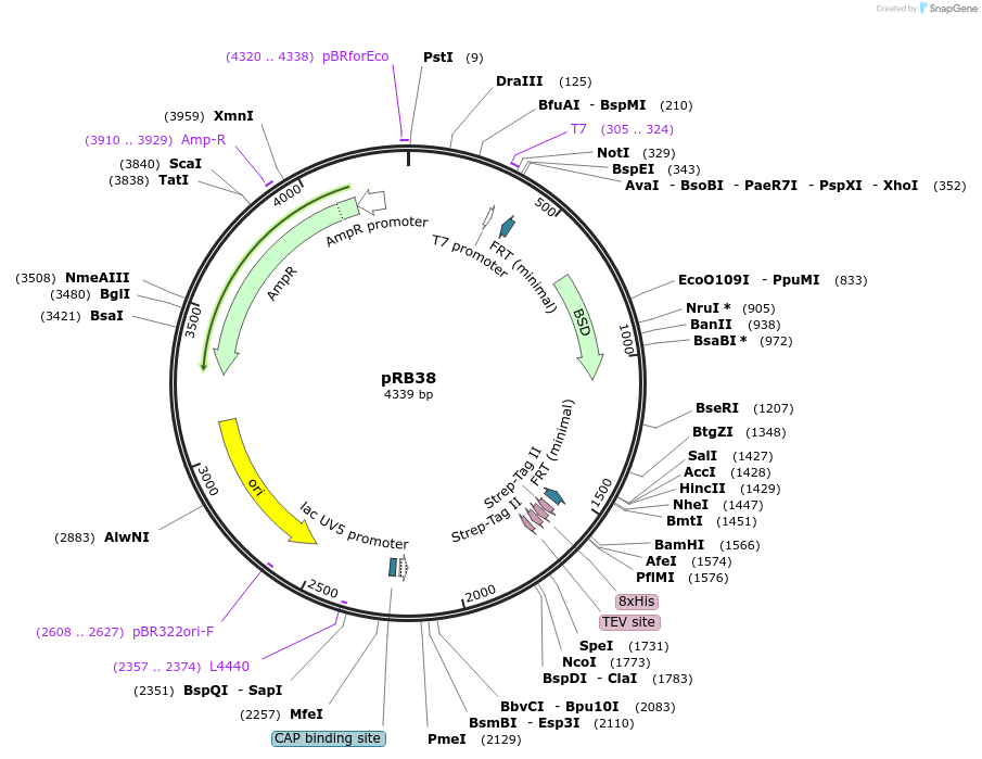 72864-plasmid-map-sequence-id-136546
