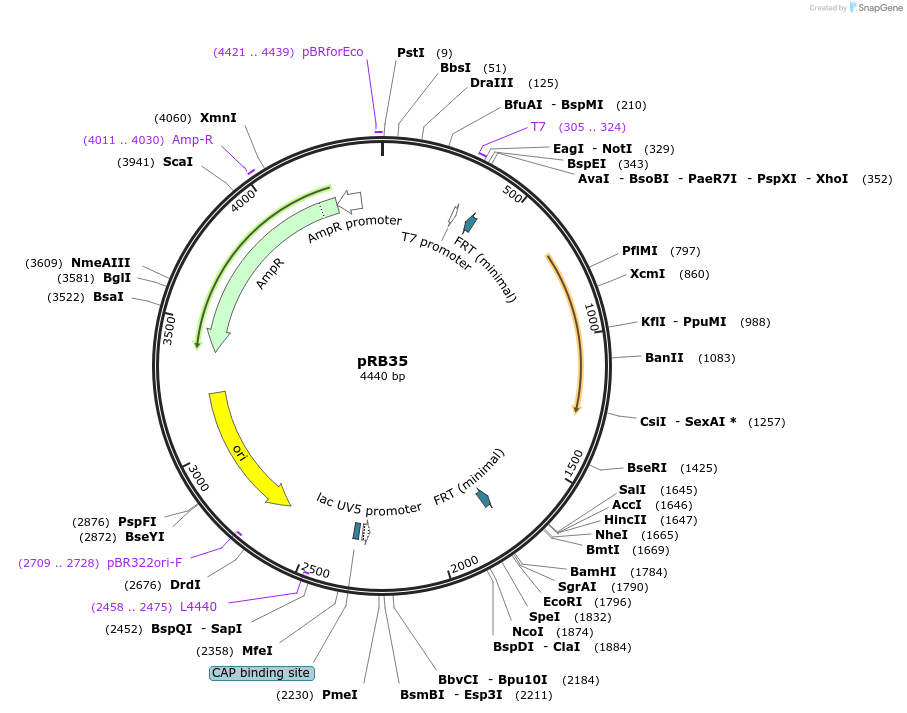 72866-plasmid-map-sequence-id-136548