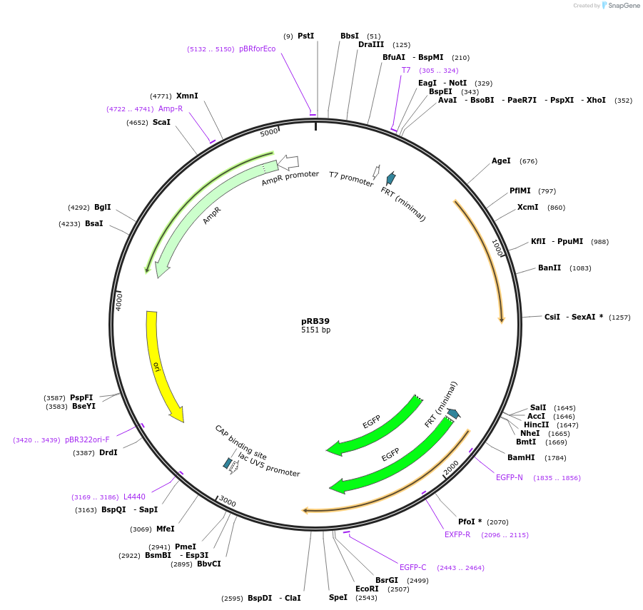 72870-plasmid-map-sequence-id-136552