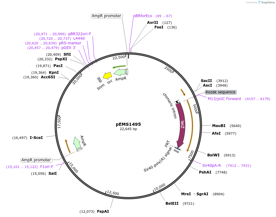 29243-plasmid-map-sequence-id-13658
