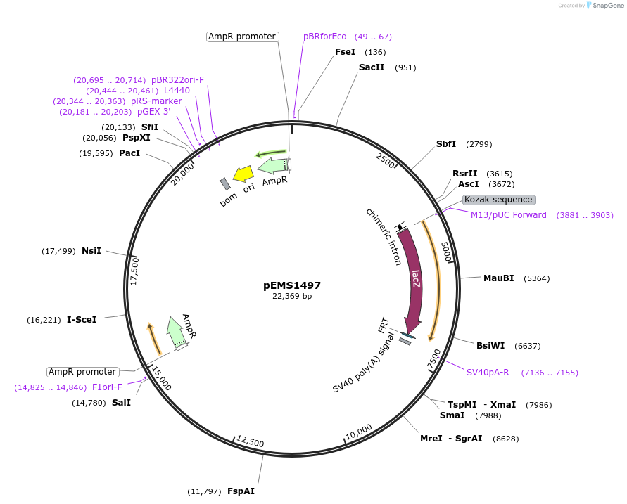 29245-plasmid-map-sequence-id-13660