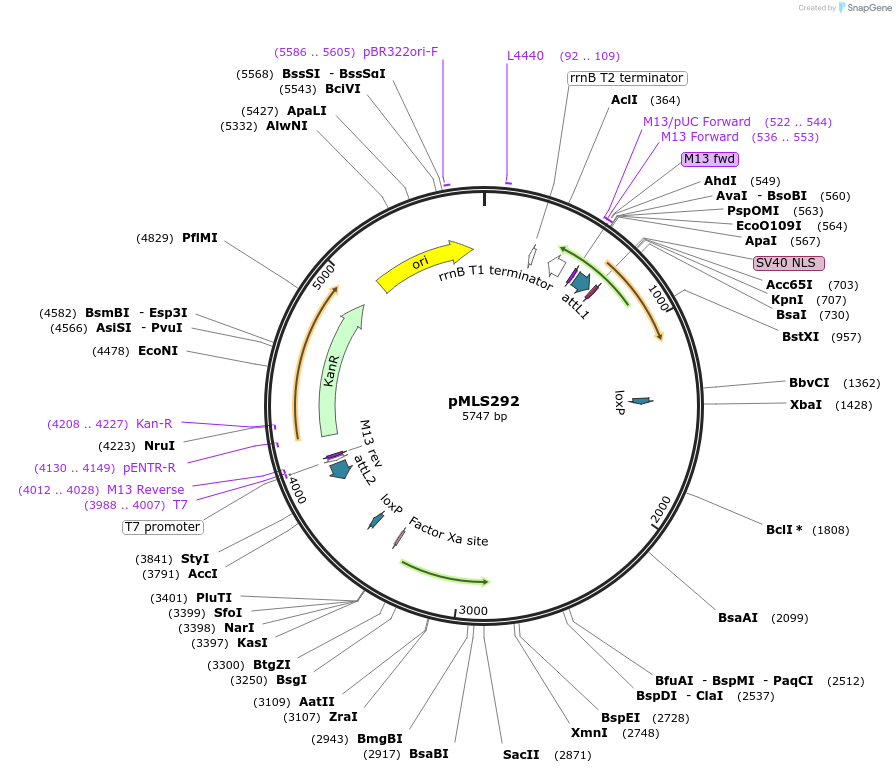 73725-plasmid-map-sequence-id-136600