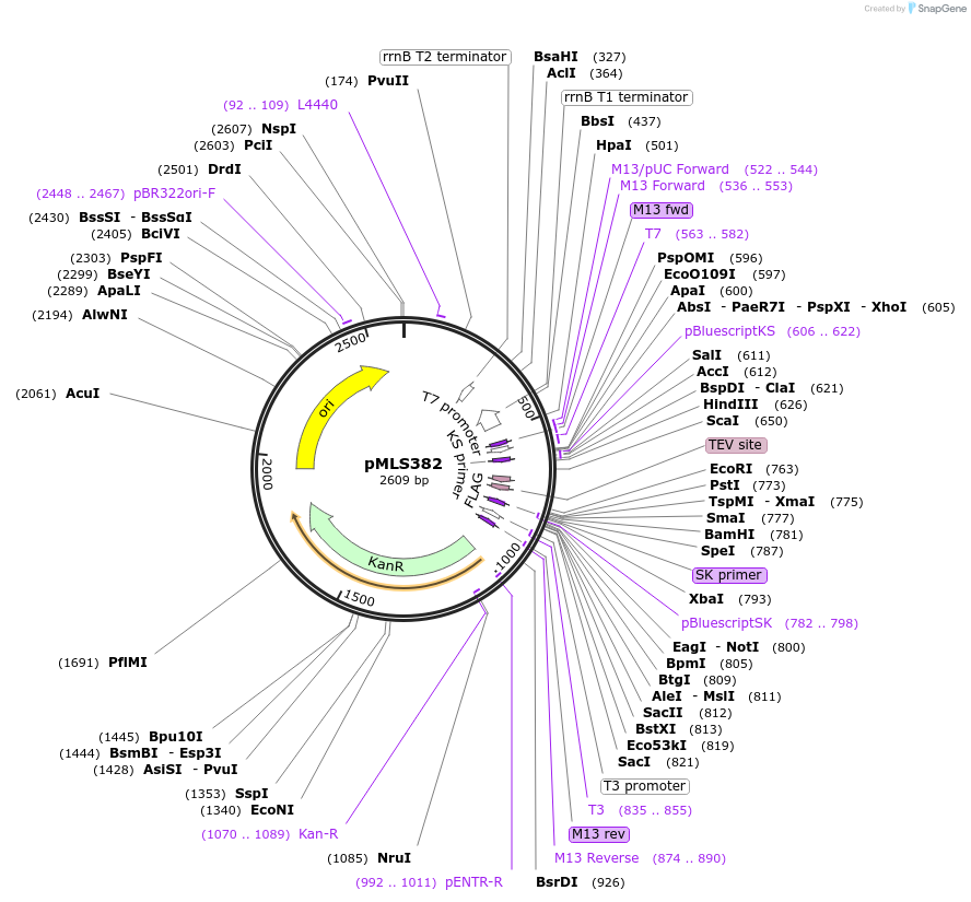 73731-plasmid-map-sequence-id-136612