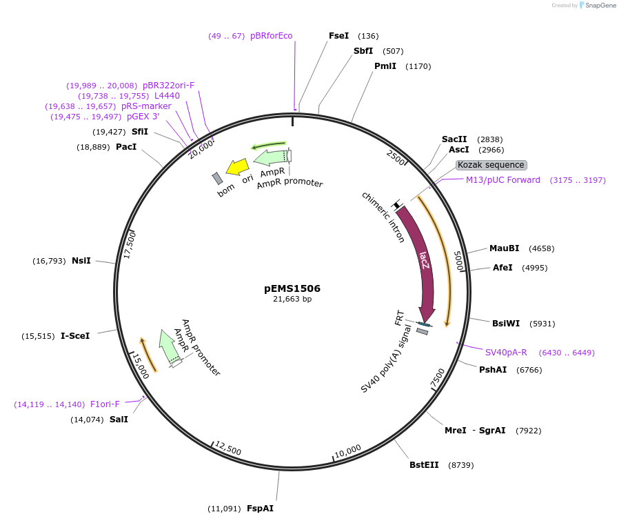29251-plasmid-map-sequence-id-13666