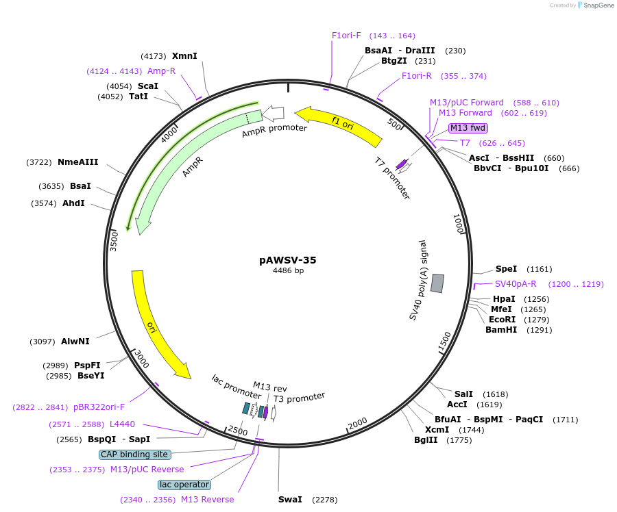 72788-plasmid-map-sequence-id-136725