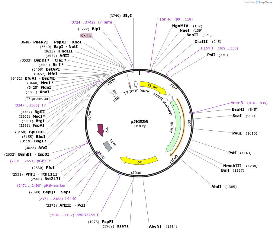 72444-plasmid-map-sequence-id-136729