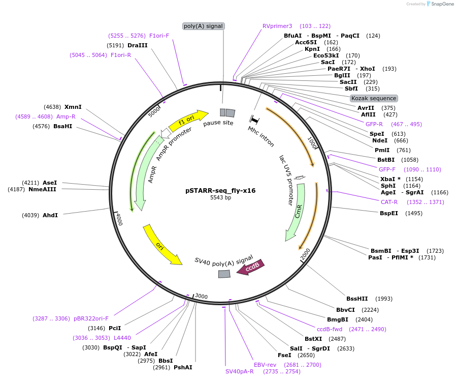 71505-plasmid-map-sequence-id-136739