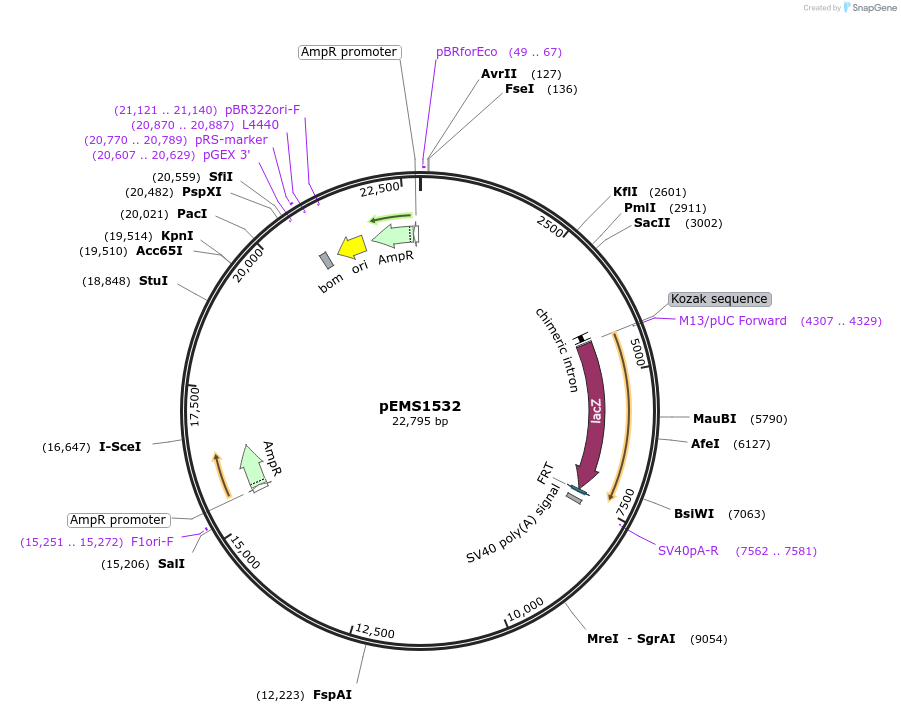 29259-plasmid-map-sequence-id-13674