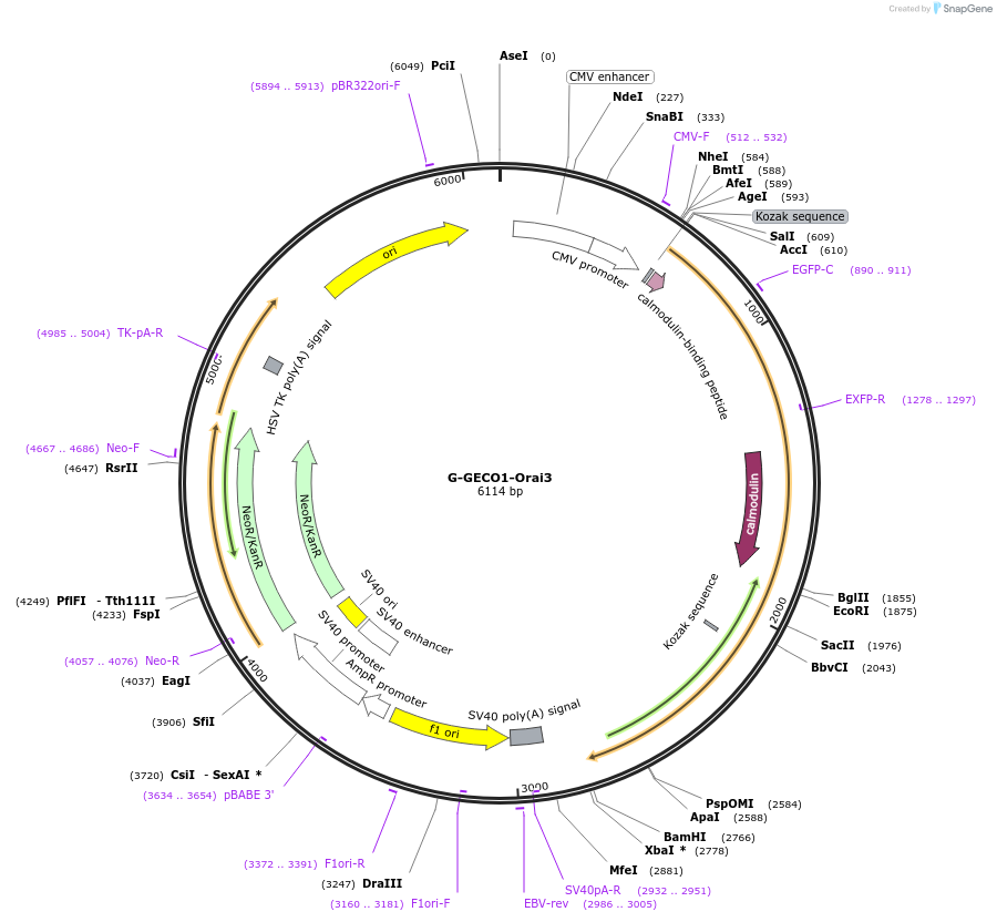 73563-plasmid-map-sequence-id-136827