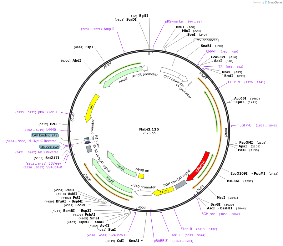 73800-plasmid-map-sequence-id-136839