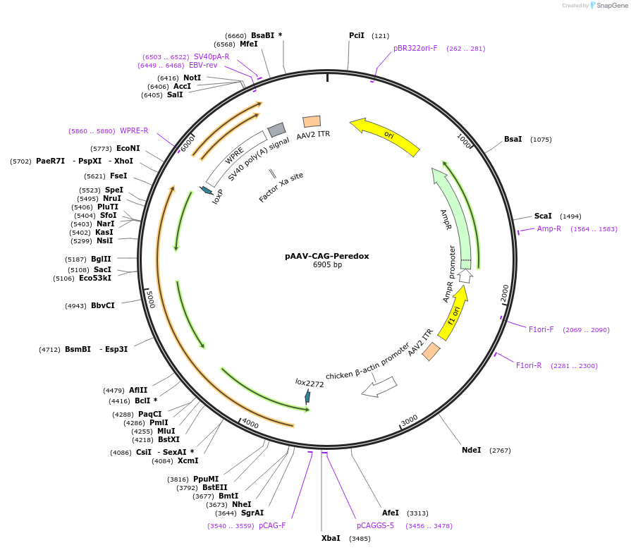 73807-plasmid-map-sequence-id-136850