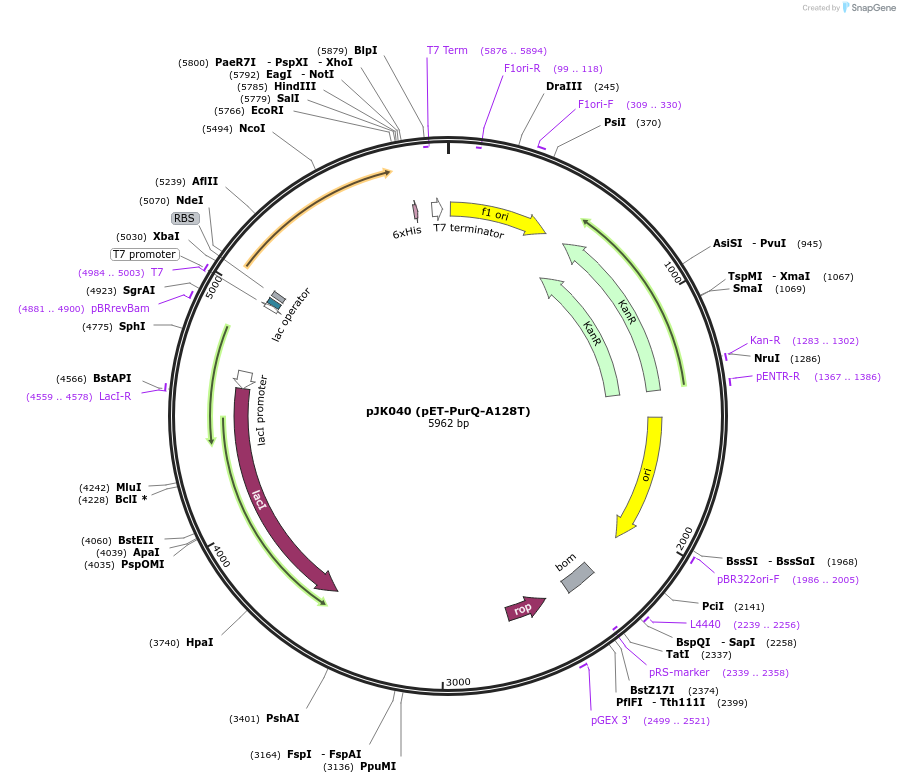 73840-plasmid-map-sequence-id-136936