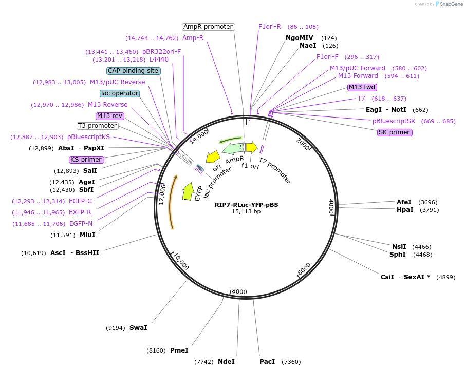 72482-plasmid-map-sequence-id-136970