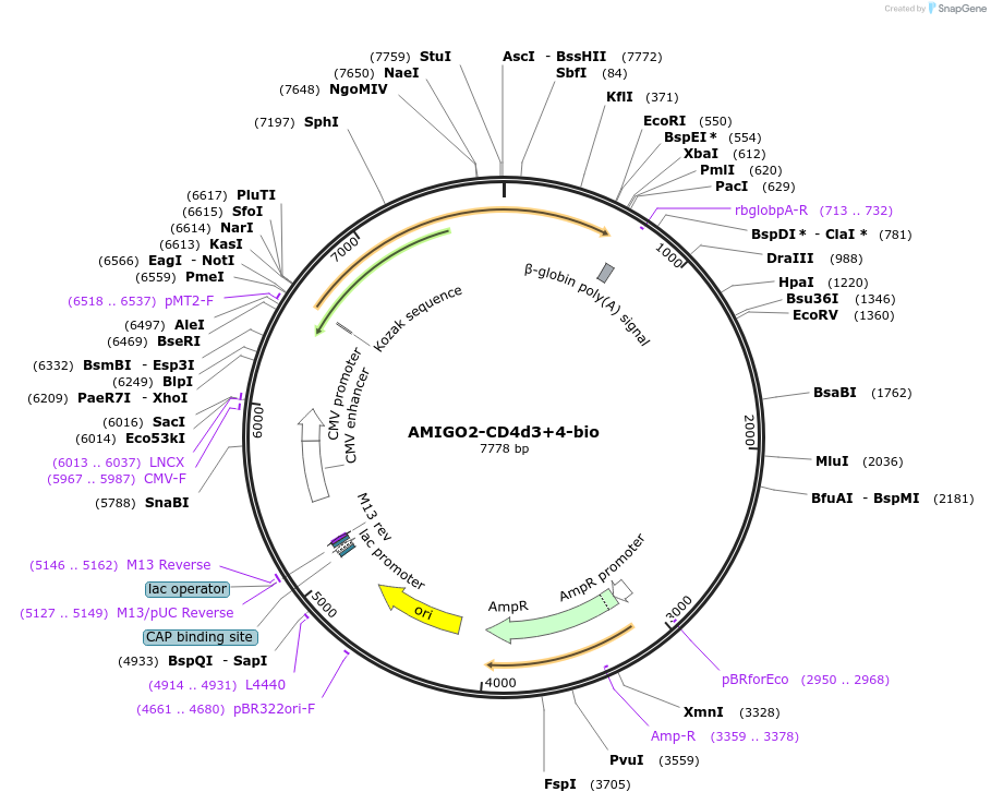 73103-plasmid-map-sequence-id-136981