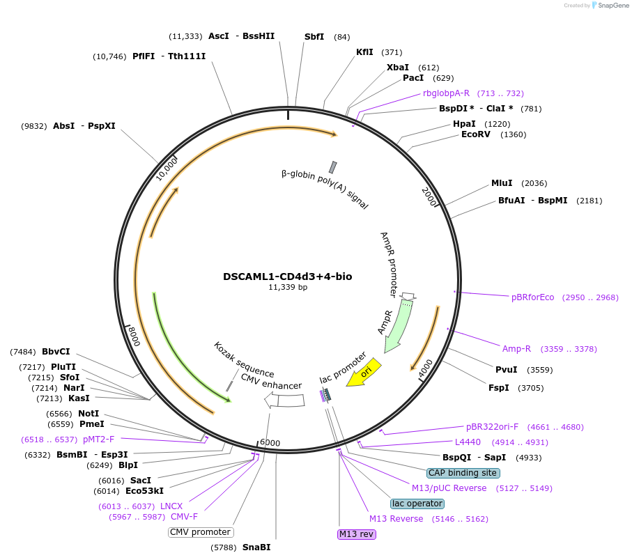 73105-plasmid-map-sequence-id-136982