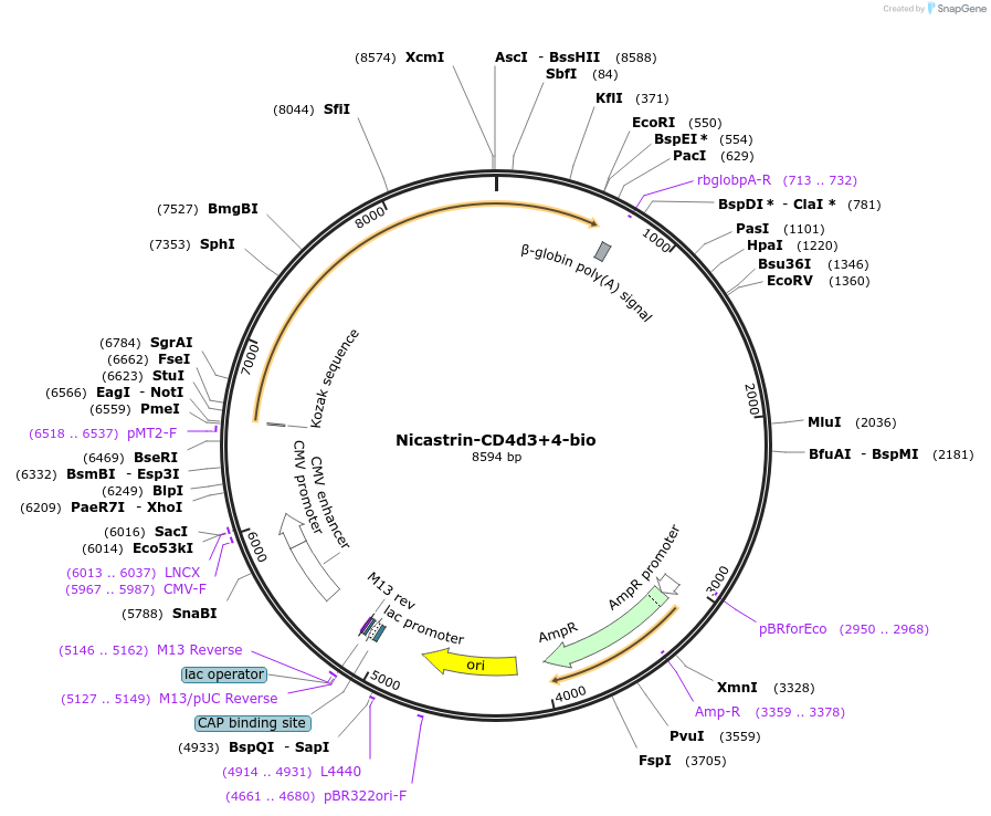 73106-plasmid-map-sequence-id-136983