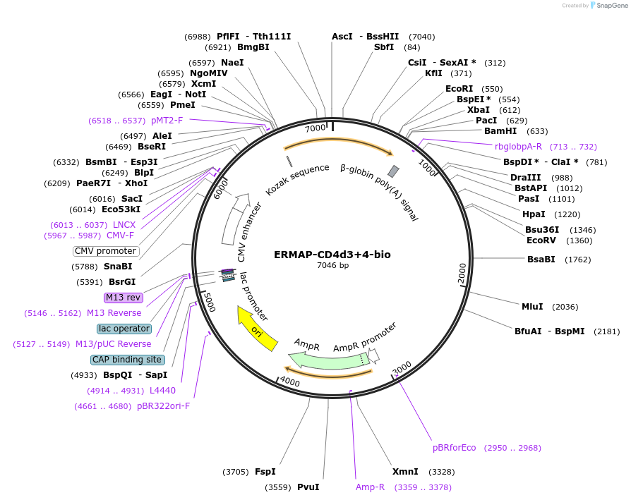 73107-plasmid-map-sequence-id-136985