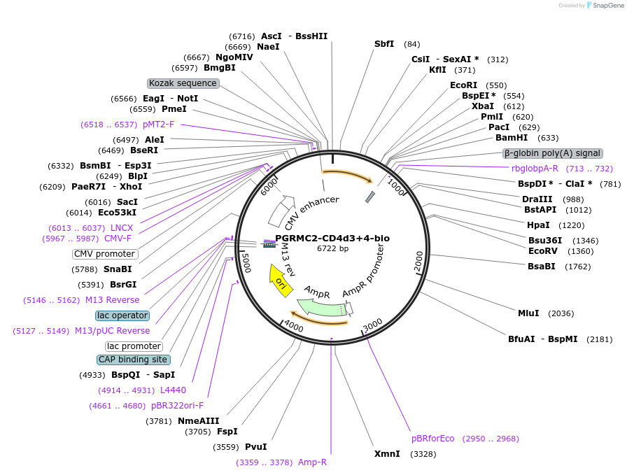 73112-plasmid-map-sequence-id-136997