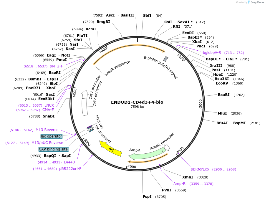 73114-plasmid-map-sequence-id-137004